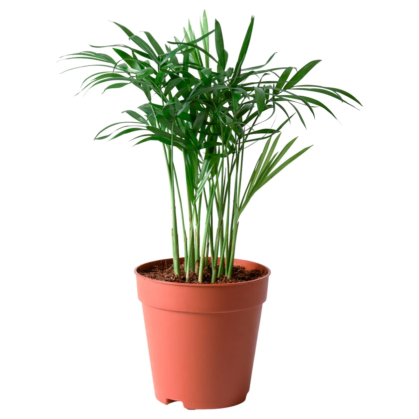 CHAMAEDOREA ELEGANS Potted plant - Parlour palm 9 cm