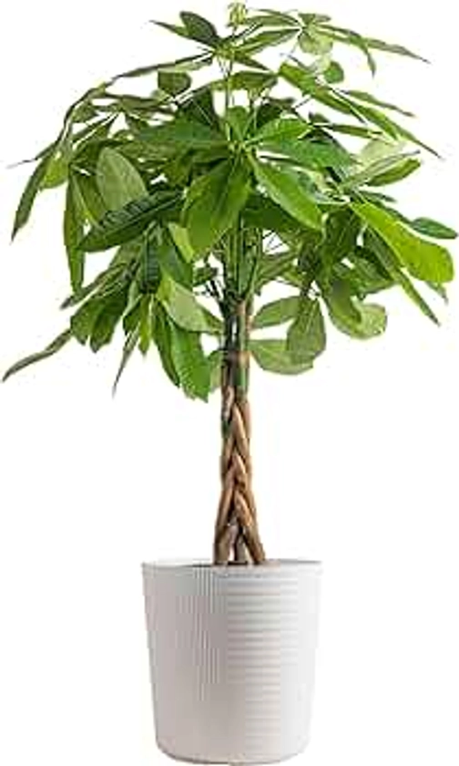 Costa Farms Money Tree Live Plant, Easy to Grow Houseplant Potted in Indoor Garden Pot, Pachira Bonsai in Potting Soil, Gift for Birthday, Housewarming, Thank You, Office and Home Decor, 3-4 Feet Tall