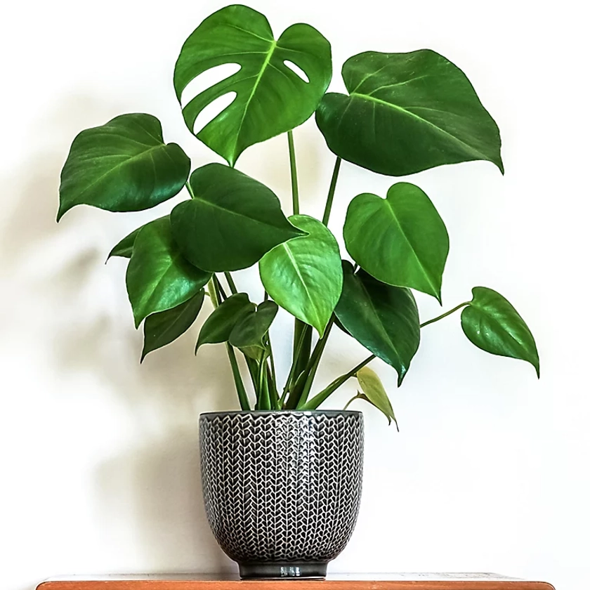 Monstera Deliciosa - Tropical Foliage Icon for Indoor Gardens (14cm, 40-50cm) | DIY at B&Q