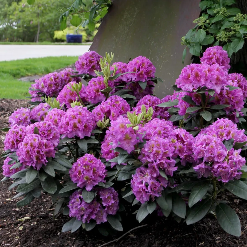 Rhododendron Dandy Man&reg; Purple