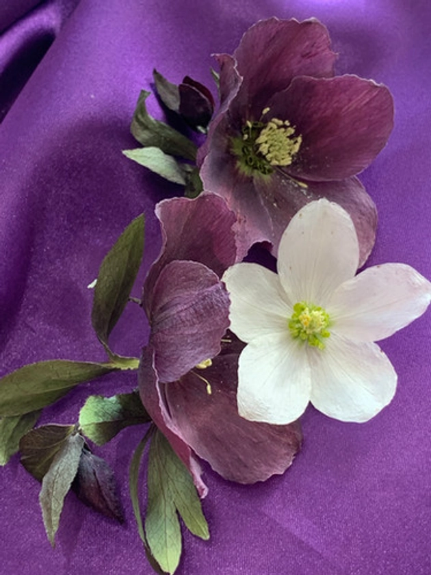 Hellebore - Real Dried Flowers | Dried Christmas Roses