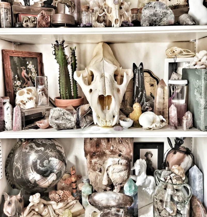 Oddities Mystery Box, Oddity, Surprise, Real Animal Skull,  Taxidermy, Insects, Curiosities, Momento Mori, Goth, Curio, Collection, Mystery