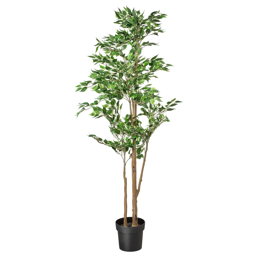 FEJKA Artificial potted plant - indoor/outdoor Weeping fig 8 ¼ "