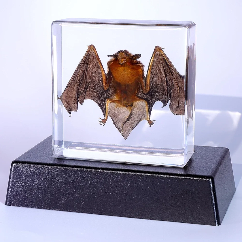 Light Up Taxidermy Bat,Real Bat Specimens Animal Specimen in Resin for Science Classroom Science Education, Colorful Lighting Taxidermy with LED Base for Biology Oddities Curiosities Decor Gifts