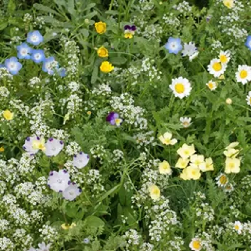 Alternative Lawn Seed Mix | Park Seed