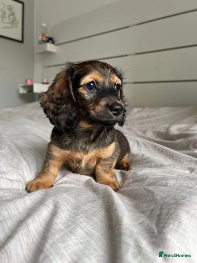 4 Beautiful Long Hair Miniature Dachshund Puppies for sale in Hayes | Pets4Homes