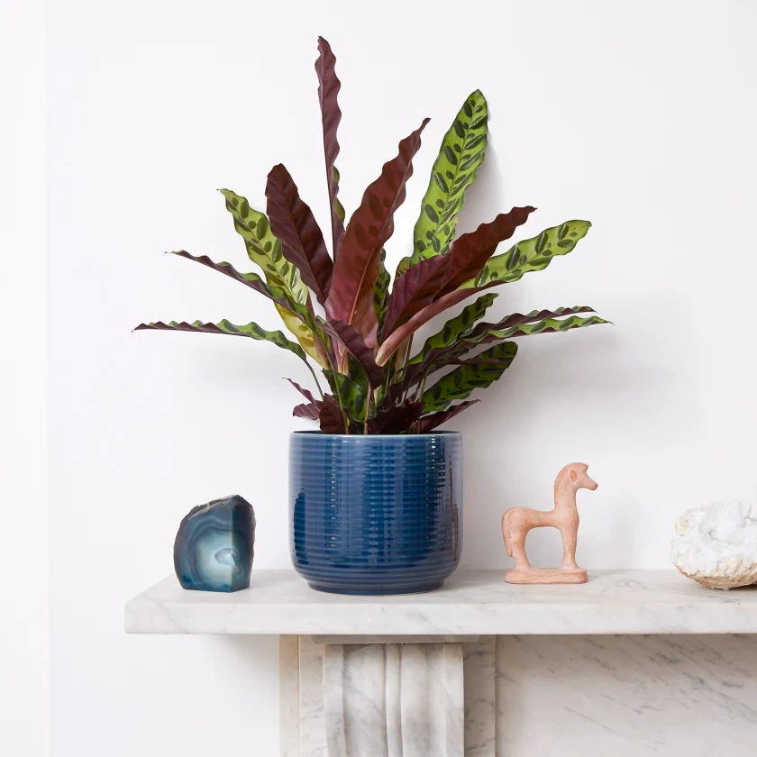 Calathea lancifolia | Indoor Plant Delivered | Patch