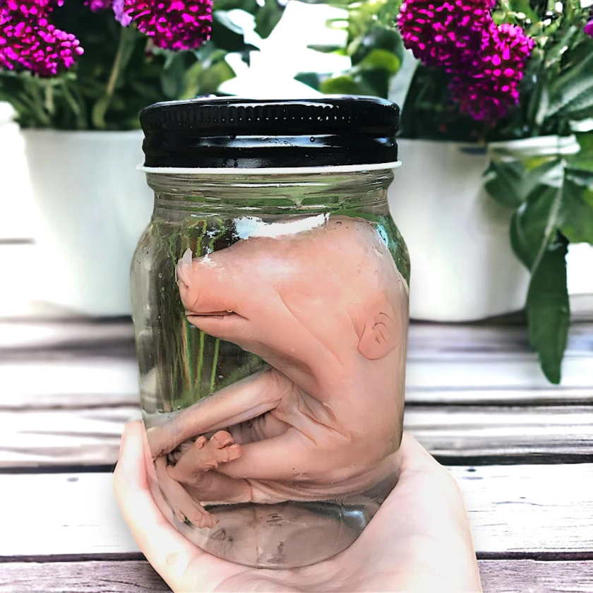 Cute Baby Piglet Wet Specimen in Glass Jar, Oddities Collection, Creepy Gift, Natural History, Taxidermy Curiosity Witchy, Taxidermy Bat - Etsy.de