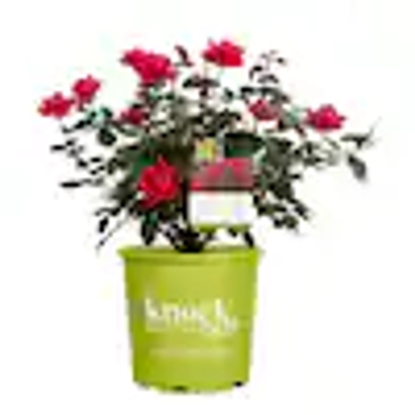 2 Gal. Red Double Knock Out Rose Bush with Red Flowers