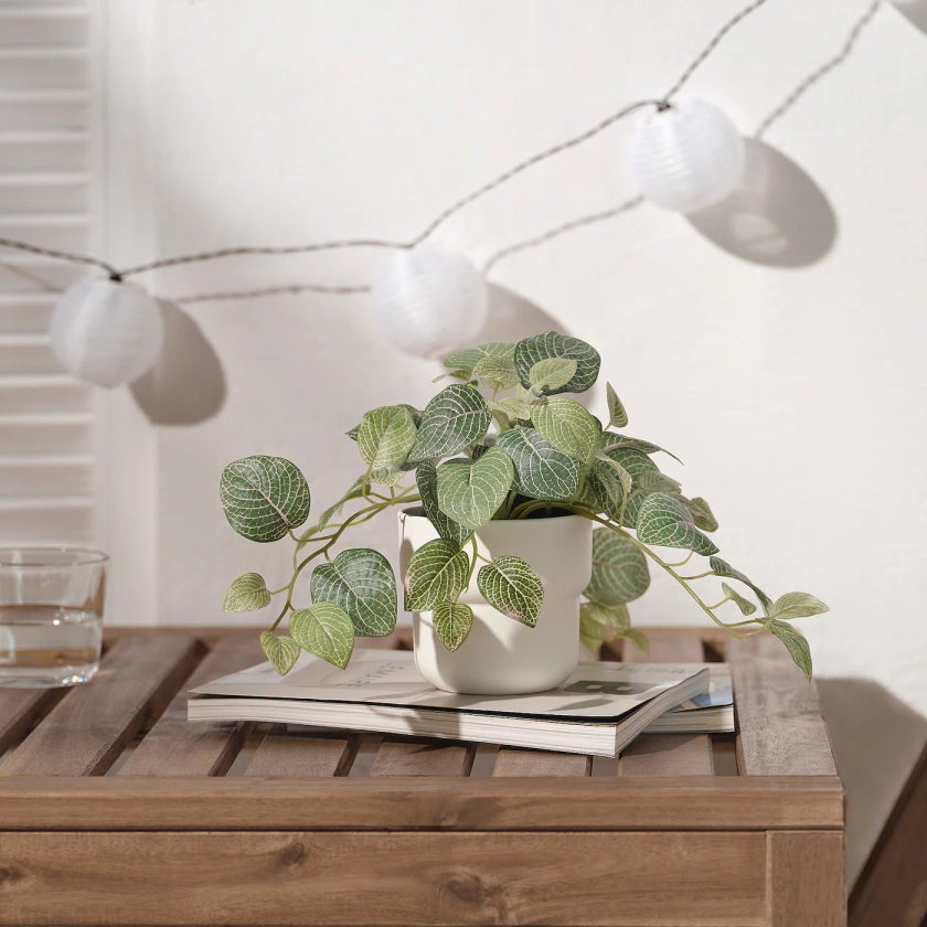 FEJKA plante artificielle en pot, intérieur/extérieur Fittonia/à accrocher, 9 cm - IKEA