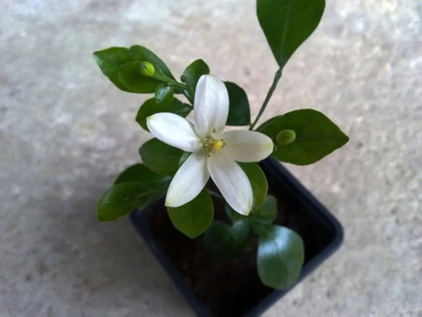 Creative Farmer Camunium Exoticum Kamani Flower Jasmine Seeds - medium-sized shrub 10 Seeds : Amazon.in: Garden & Outdoors
