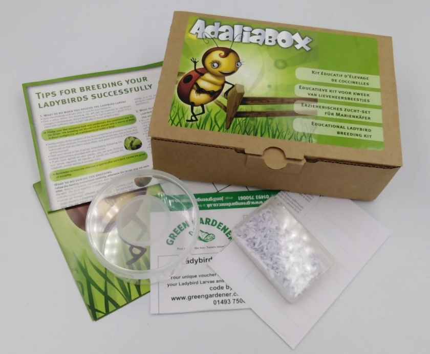 Ladybird Breeding Kits for Schools - Green Gardener
