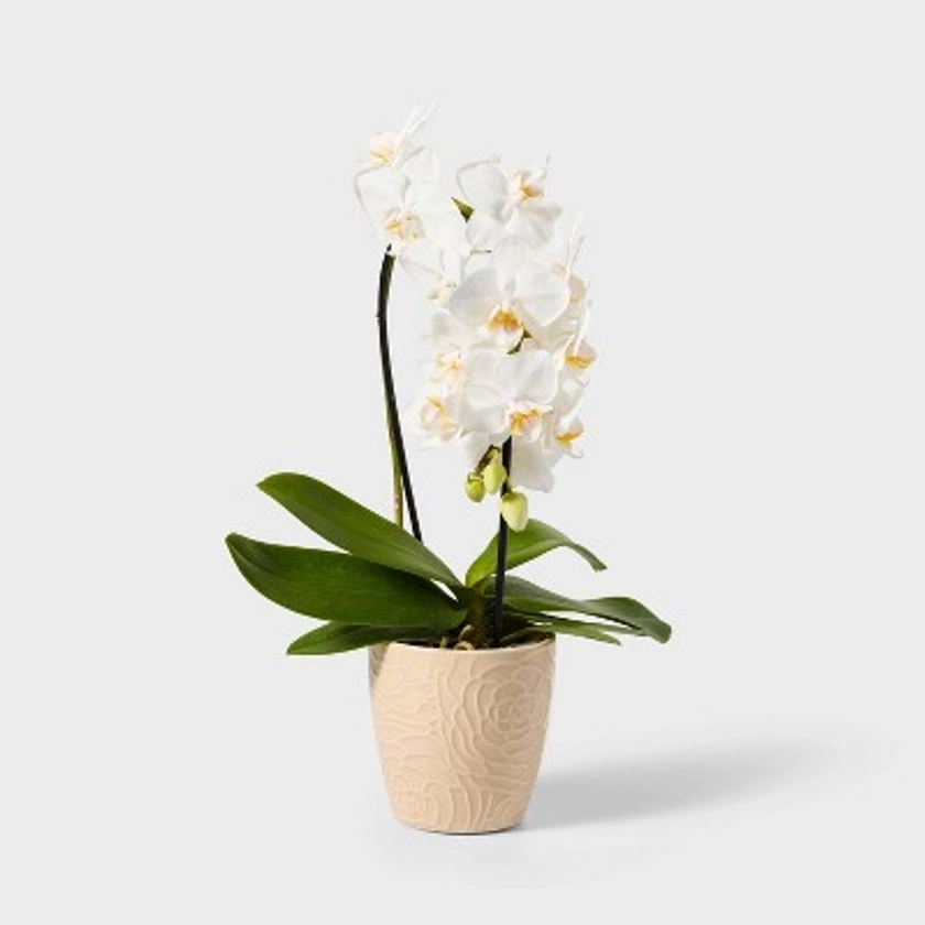 Live 3" White Waterfall Orchid Houseplant - Spritz™