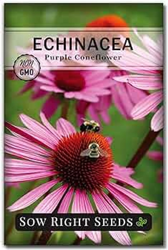 Sow Right Seeds - Purple Coneflower/Echinacea Flower Seeds for Planting - Non-GMO Heirloom - Plant for an Herbal Tea Garden - Attract Pollinators - Great Cut and Come Back Flower (1)