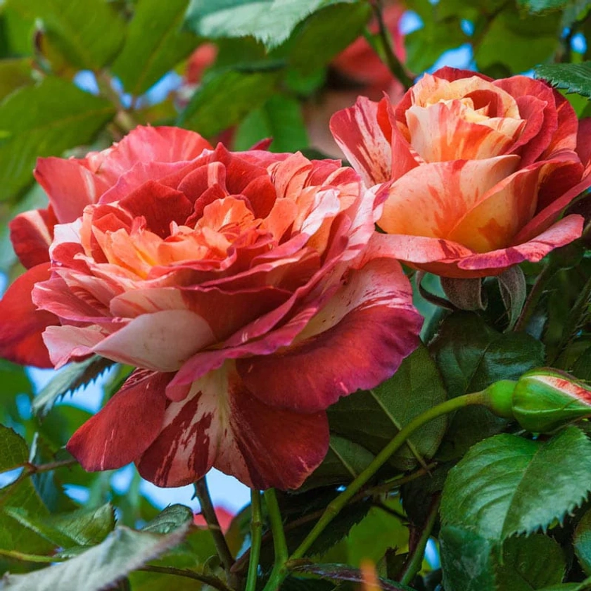 Tropical Lightning Climbing Rose – Roses | Spring Hill Nurseries