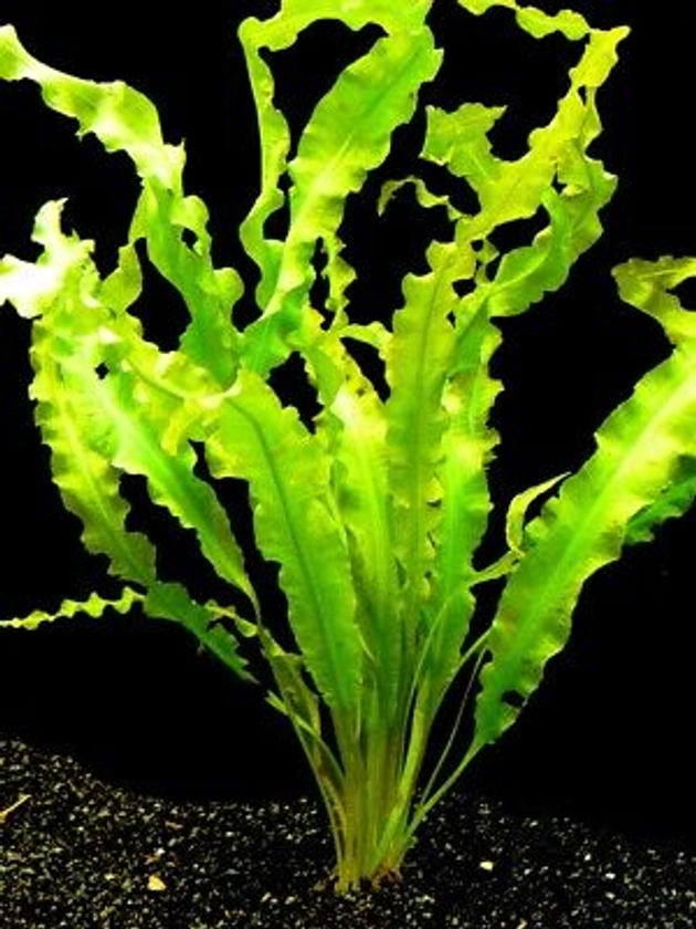 5 x Aponogeton Crispus Bulbs - Live Aquarium Plant - Tropical Aquatic Fish Tank | eBay