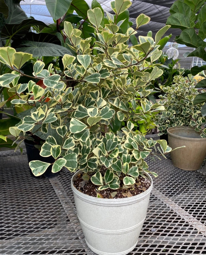 Buy Ficus Triangularis Variegata | Eureka Farms