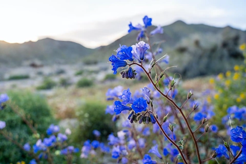 California Blue Bell Wildflower Seeds