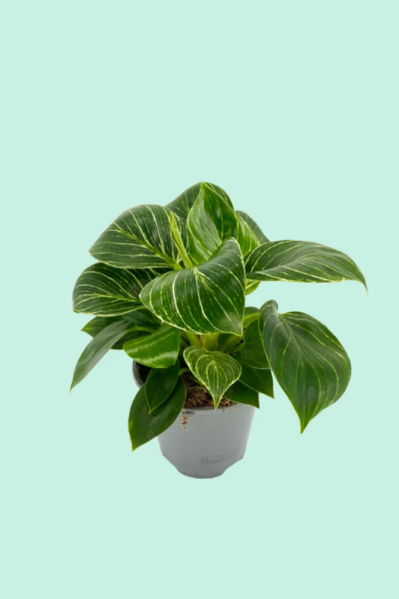 Philodendron 'Birkin'