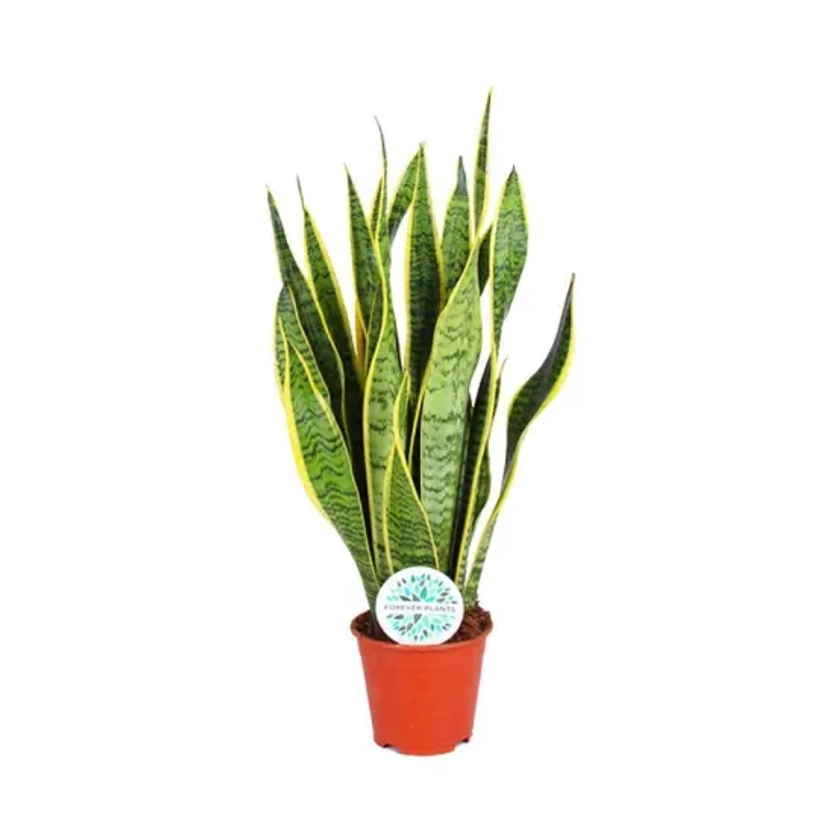 Sansevieria Trifasciata Laurentii 50cm - Plante d'intérieur- La Green Touch