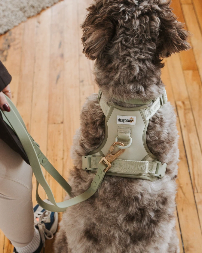 Leash, Collar + Harness Set in Sage Green