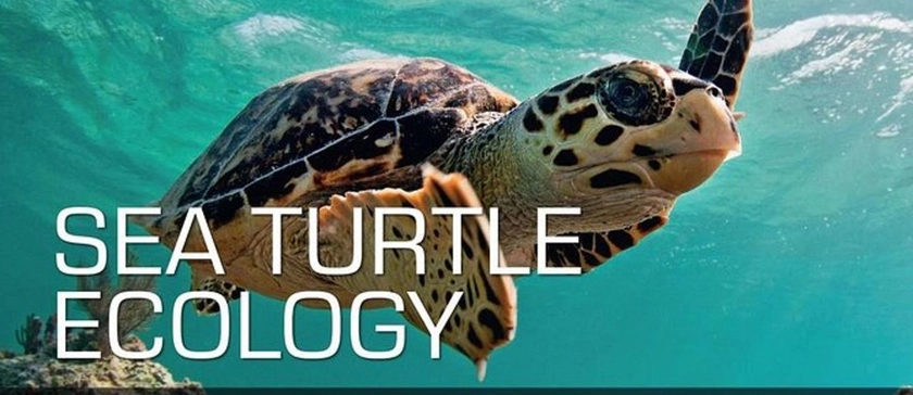 SSI Turtle Ecology - Manta Lodge & Scuba Centre Reservations