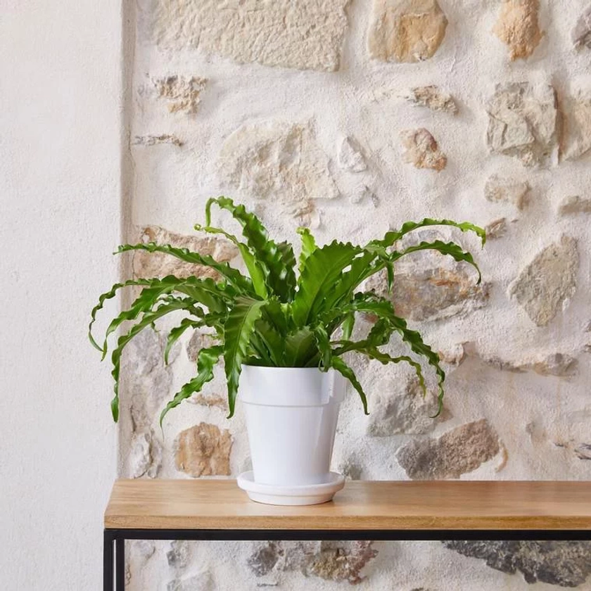 Asplenium Osaka botanic® - Pot de Ø 15 cm