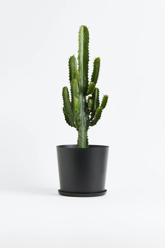 Euphorbia Cowboy Cactus - H 50cm - Home All | H&M FR