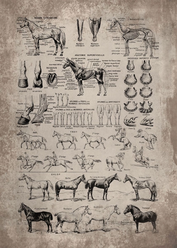 Horse Breed and Anatomy