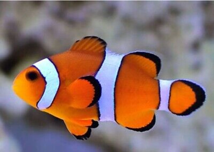 Clown Fish & Corals 🪸 £10 | eBay