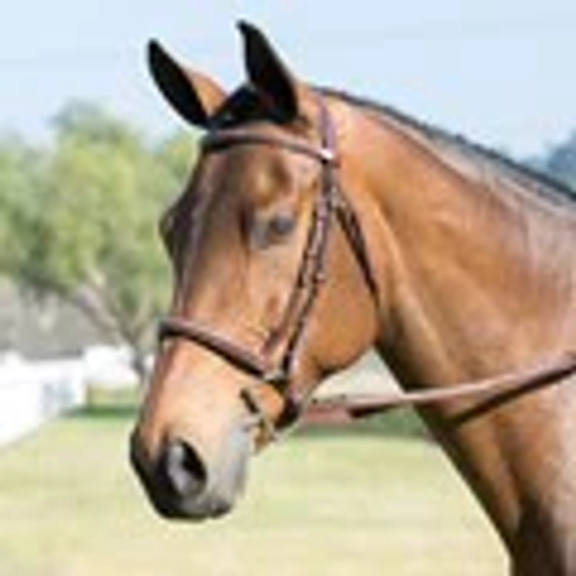 Harwich® Hunter Bridle by SmartPak