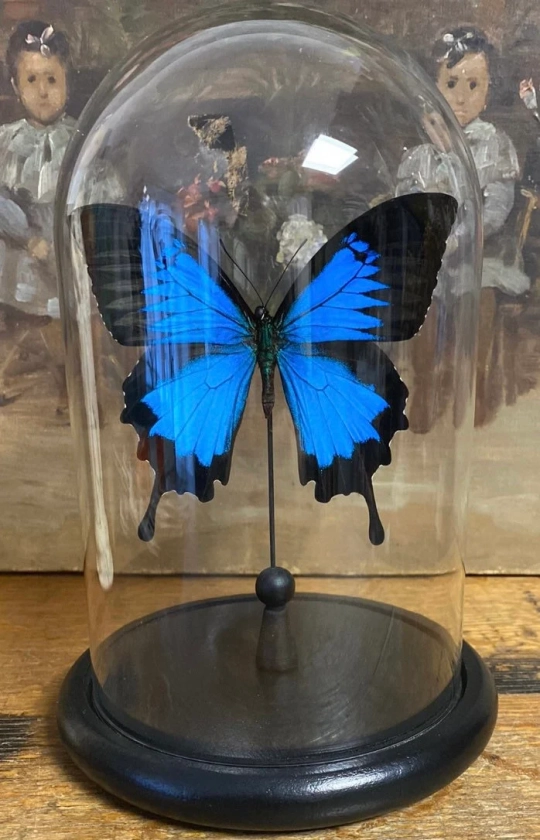 Globe en verre avec papilio Ulysse