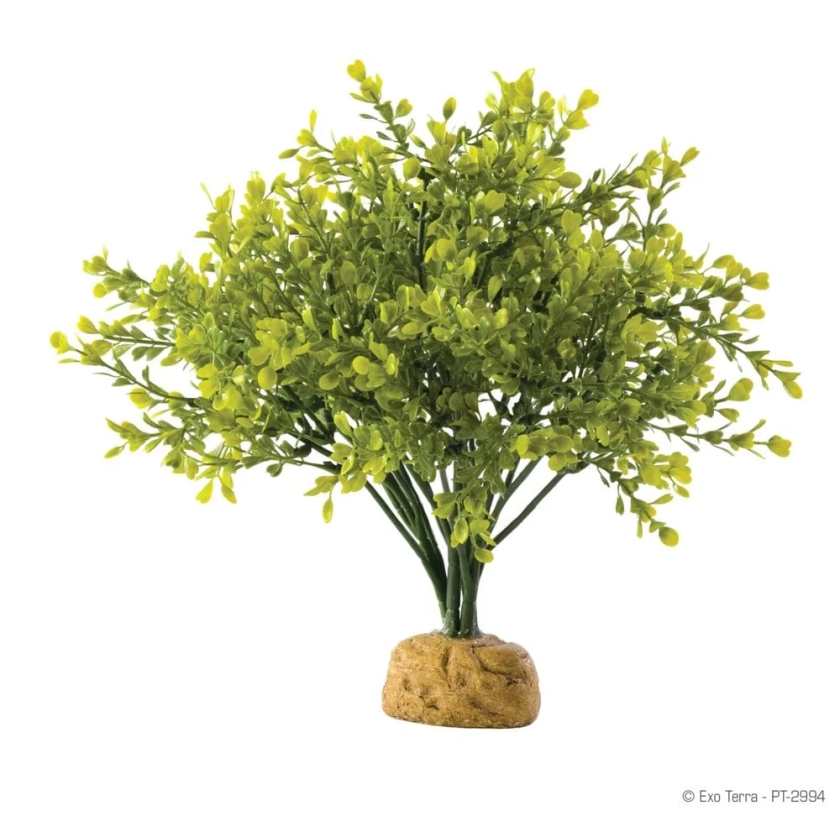 Exo Terra Boxwood Bush | Reptile Supply