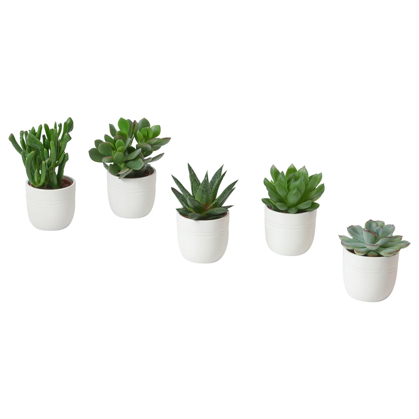 SUCCULENT plante en pot, succulente diverses espèces/blanc, 6 cm - IKEA
