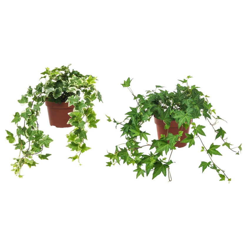 HEDERA HELIX plante en pot, lierre, 13 cm - IKEA