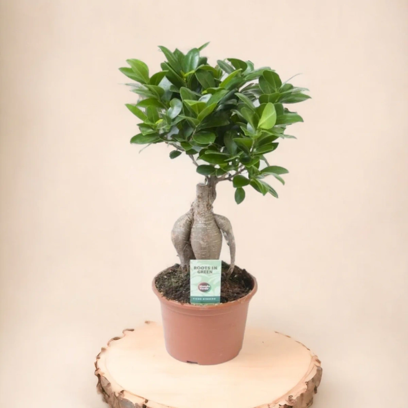 Plante Unique Ficus Microcarpa Ginseng - Vert et Robuste