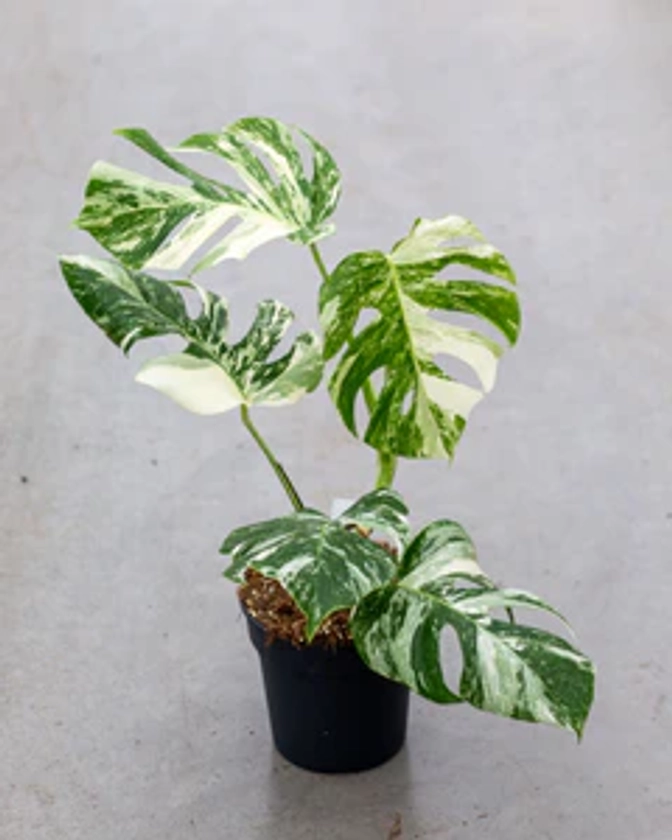Monstera Variegata - highly variegated - we pick your plant