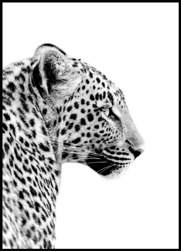 Leopard Poster