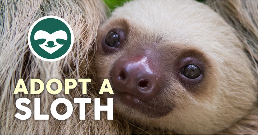 Adopt a Sloth ❤️ The Sloth Conservation Foundation