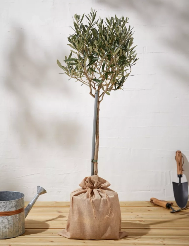 Olive Tree in Bag | M&S