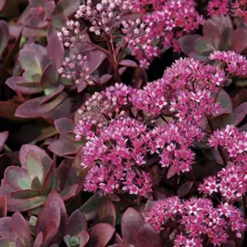 Sedum SunSparkler® 'Firecracker' Stonecrop | Park Seed