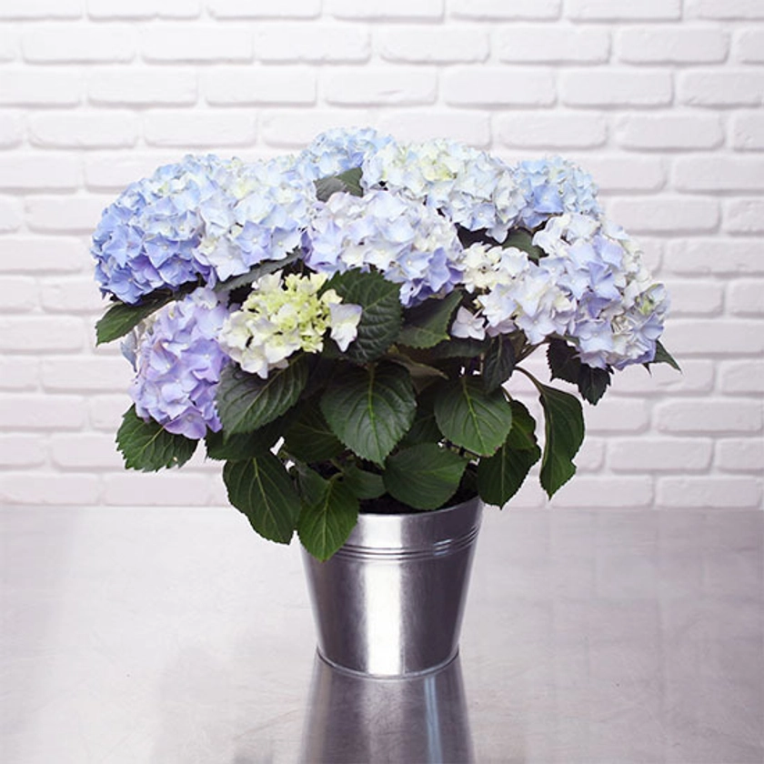 Hortensia bleu