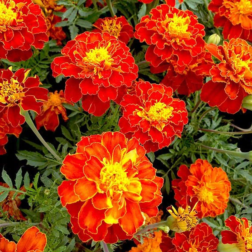 Marigold (French) 'Firebird' - Seeds