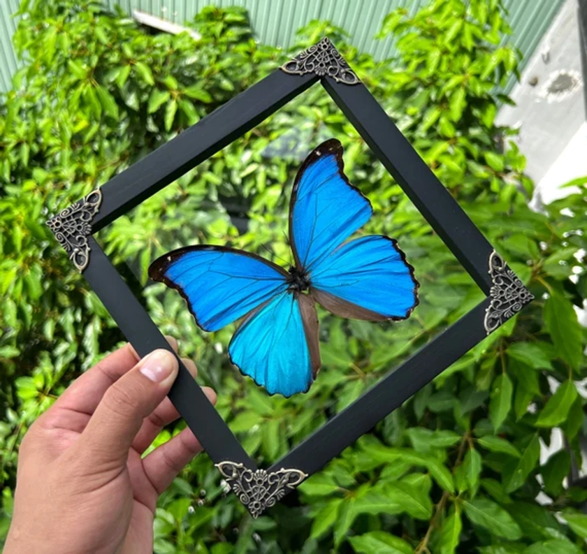 Véritable cadre encadré Morpho Butterfly Shadow Box 3D cadre flottant Taxidermie séchée Taxadermie morte Art mural décoration oeuvre d&#39;art décoration d&#39;intérieur galerie