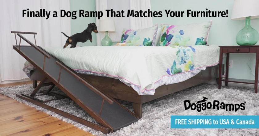 The Best Bed Ramp for Small Dogs