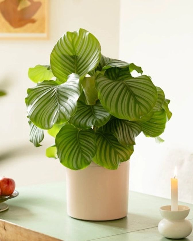 Calathea orbifolia - Livraison de plantes - Plantes vertes Bergamotte