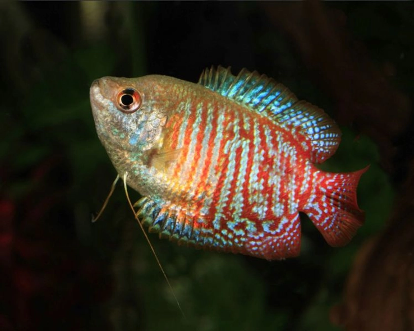 Red Dwarf Gourami - Trichogaster lalius The Trop Company