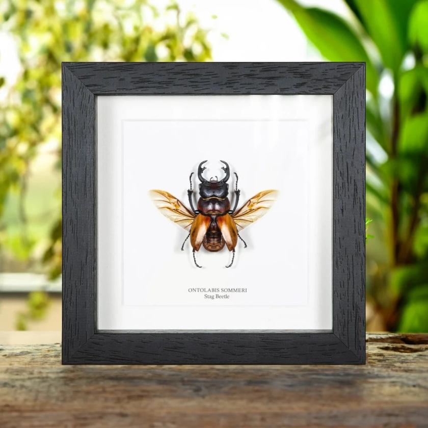 Stag Beetle In Box Frame (Odontolabis sommeri)