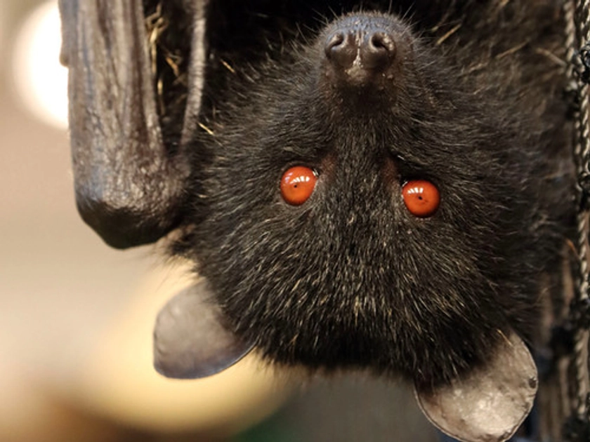 Fruit Bat Experience for One | Northumberland Zoo