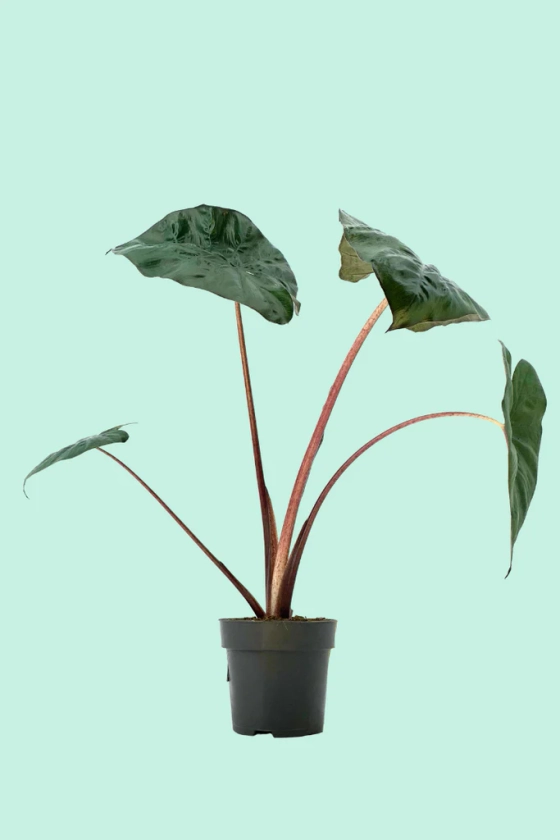 Alocasia 'Yucatan Princess' (Oreille d'éléphant)